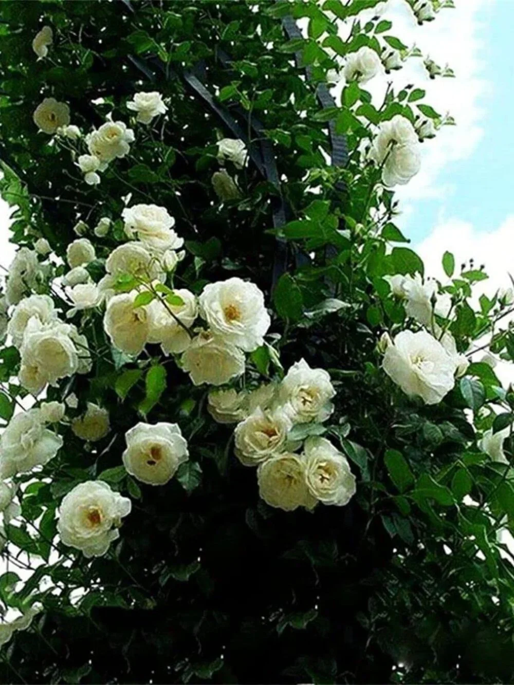 100Pcs Mix Climbing Rose Rosa Bush Vine Climber Fragrant Butterfly Flower Seeds